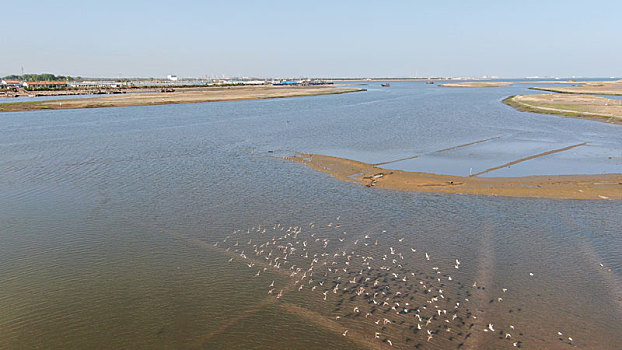 山东省日照市,两城河入海口水鸟云集,潮平滩阔成鸟儿乐园