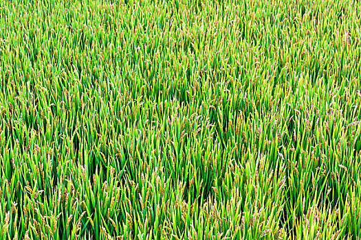 稻田风景水稻