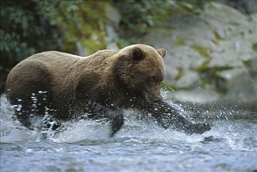 大灰熊,棕熊,卵,季节,卡特麦国家公园,阿拉斯加