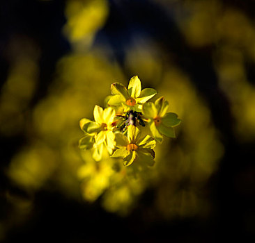 迎春花