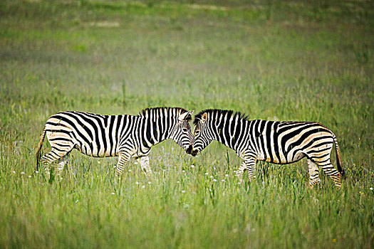 斑马,一对,面对面,自然保护区,南非