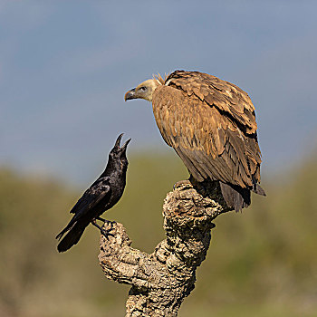 粗毛秃鹫,兀鹫,幼小,大乌鸦,渡鸦,争执,枝头,栓皮栎,埃斯特雷马杜拉,西班牙,欧洲