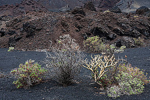 火山地貌,火山岩,特色,植被,靠近,帕尔玛,加纳利群岛,西班牙,欧洲
