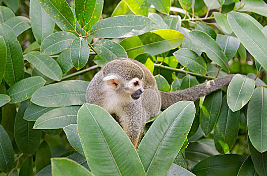 法属圭亚那,岛屿,野生,松鼠猴,树上