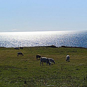 母牛,土地,湖,背景