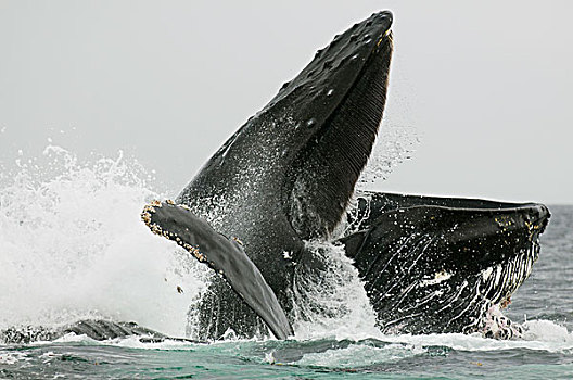 驼背鲸,大翅鲸属,鲸鱼,出现,吃,捕食,喂食,阿拉斯加