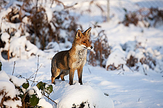 红狐,狐属,成年,站立,雪,诺曼底