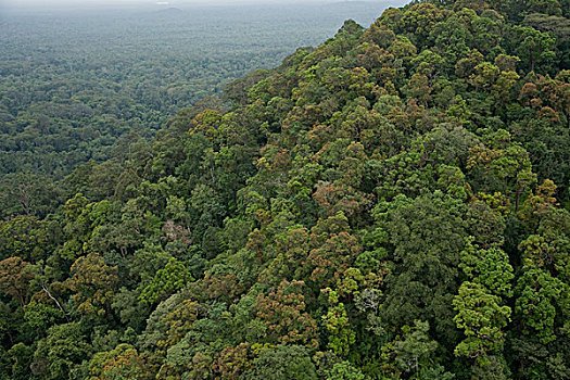 雨林,树荫,东方,柬埔寨