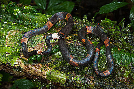 蛇,洋地黄,国家公园,亚马逊雨林,厄瓜多尔