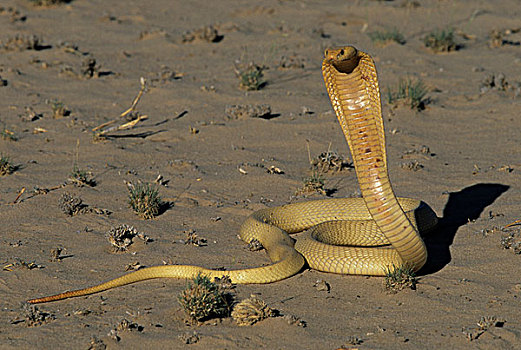 眼镜蛇,卡拉哈迪大羚羊国家公园,南非,非洲