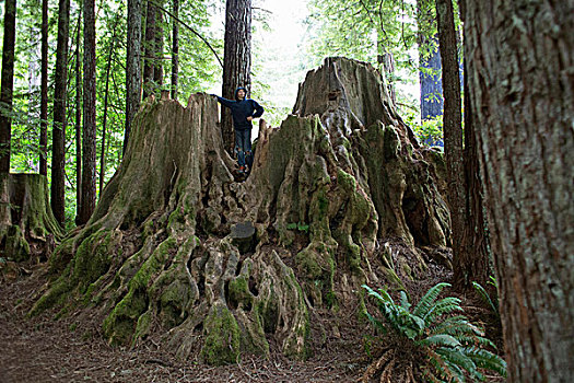 男孩,站立,树桩,红杉,国家公园,加利福尼亚,美国