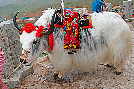 西藏白色的牦牛