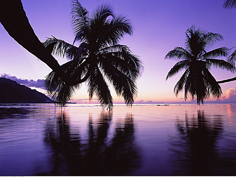 棕榈树,上方,水,日落,茉莉亚岛,塔希提岛,法属玻利尼西亚