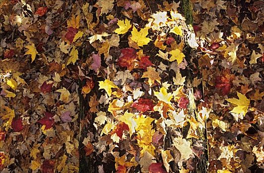 林中地面,遮盖,秋天,色彩,糖枫,叶子,糖槭,深秋,摩利斯,国家公园,东方,加拿大