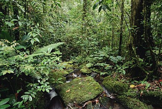山川,流动,热带雨林,山,巴布亚新几内亚