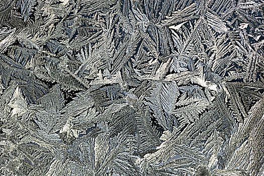 霜,晶莹,窗,卡尔加里,艾伯塔省,加拿大