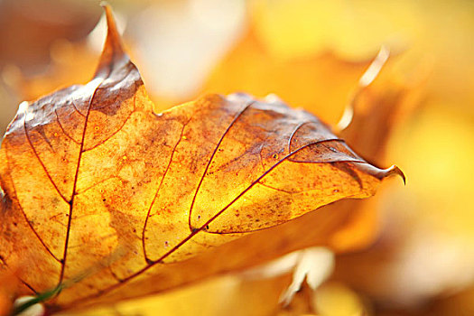 秋天,色彩,叶子,卧,地面,阳光