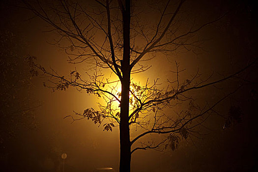 树,光亮,夜晚
