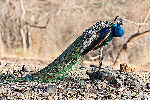 印度,孔雀,蓝孔雀,自然保护区,古吉拉特,亚洲