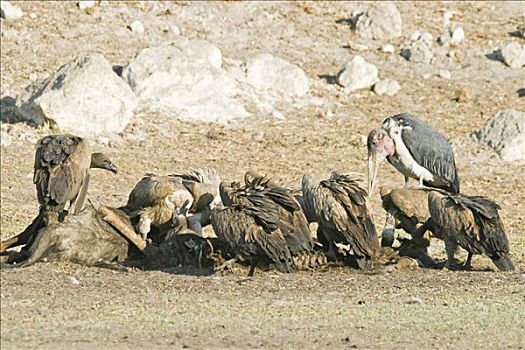 南非兀鹫,秃鹳,动物,尸体,干枯河床,河,博茨瓦纳,非洲