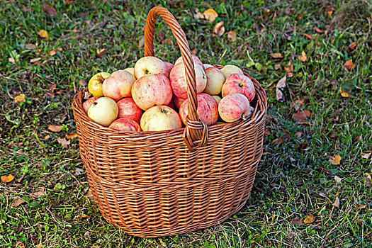 秋天,花园,丰收,彩色,苹果,放入,篮子,草地