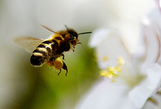 穿梭花间的蜜蜂