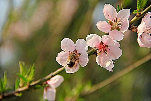 蜜蜂采蜜