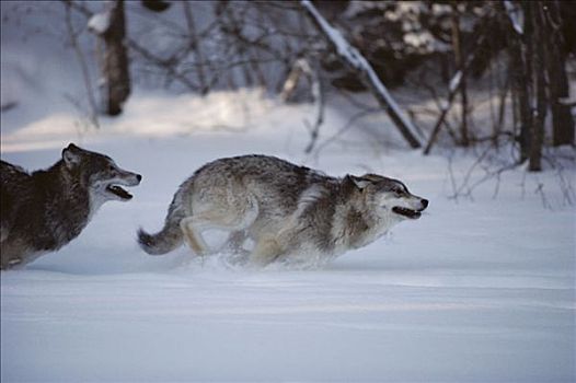 大灰狼,狼,一对,玩,雪中,明尼苏达