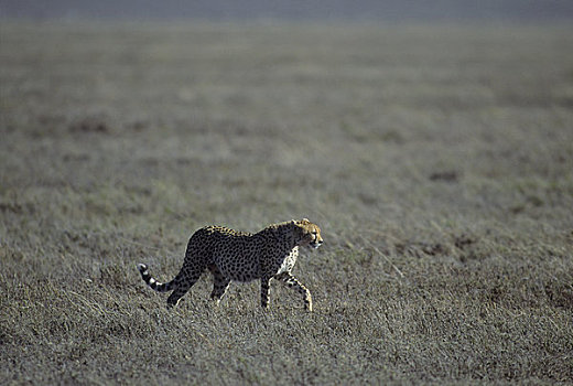 坦桑尼亚,塞伦盖蒂,印度豹,猎捕