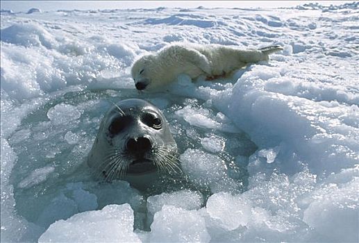 鞍纹海豹,琴海豹,母兽,平面,冰,洞,诞生,幼仔,圣劳伦斯湾,加拿大