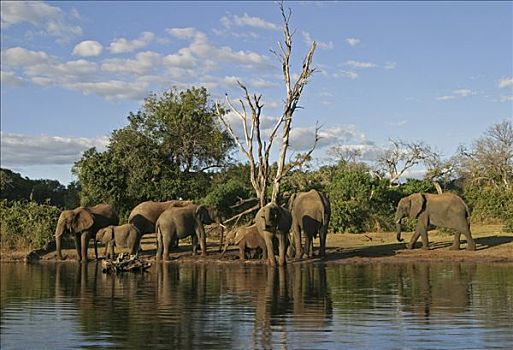 非洲,灌木,大象,非洲象,岸边,乔贝,河,国家公园,博茨瓦纳