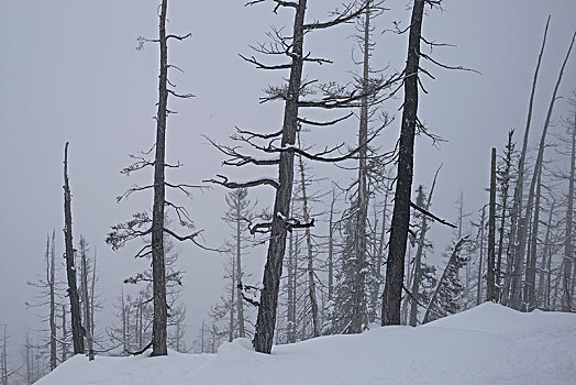 树,积雪,山,惠斯勒,不列颠哥伦比亚省,加拿大