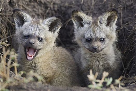大耳狐,幼仔,户外,窝,马赛马拉,肯尼亚