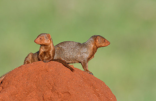 矮小,猫鼬,山,西察沃国家公园,肯尼亚,非洲