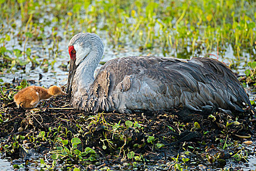 孵化,沙丘鹤,巢穴,第一,佛罗里达