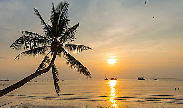 棕榈树,日落,海滩,龟岛,海湾,泰国,亚洲