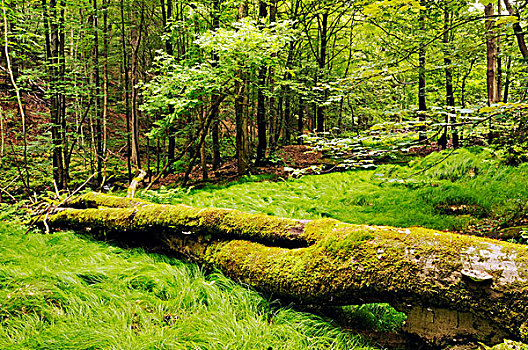原始,树林,山谷,生物保护区,图林根州,德国,欧洲