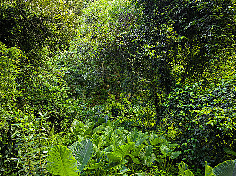 丛林,拉迪格岛,塞锡尔群岛