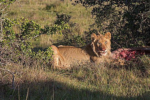 狮子,吃,杀死,捻角羚,南非