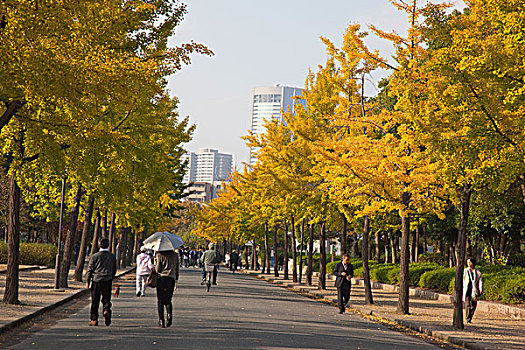 道路,大阪,日本