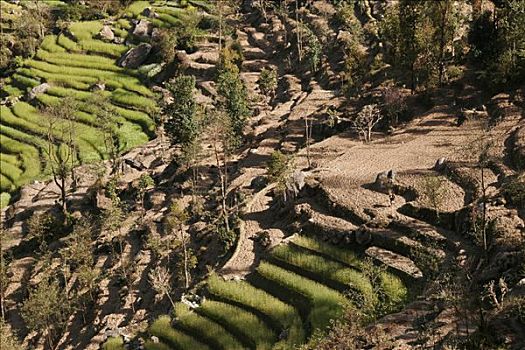 手工制作,梯田耕种,周围山区,纳加阔特,尼泊尔,亚洲