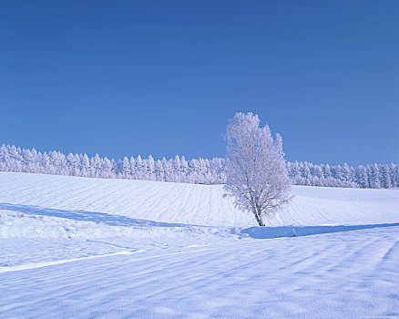 雪原