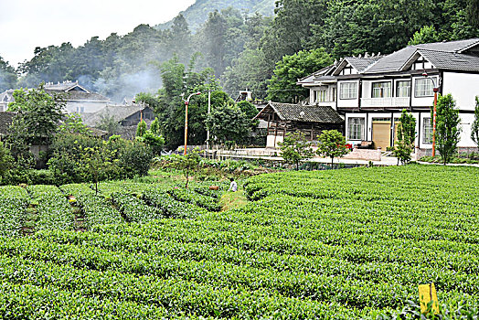 贵州凤冈,茶海经济,助力乡村振兴