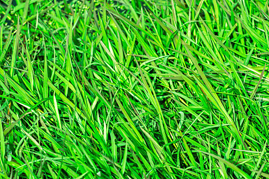翠绿,草地
