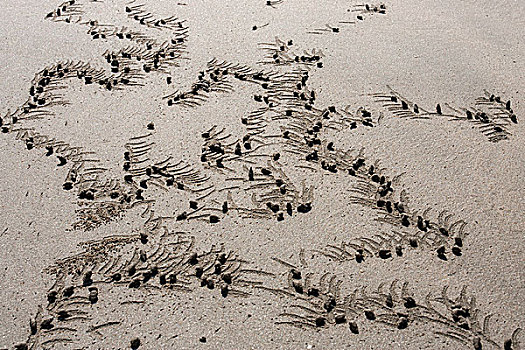 沙子,球,螃蟹,短尾下目,海滩,那布利海滩,若开邦,缅甸,亚洲