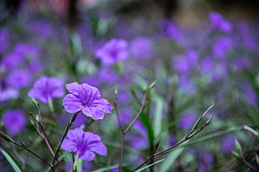 翠芦莉花近摄