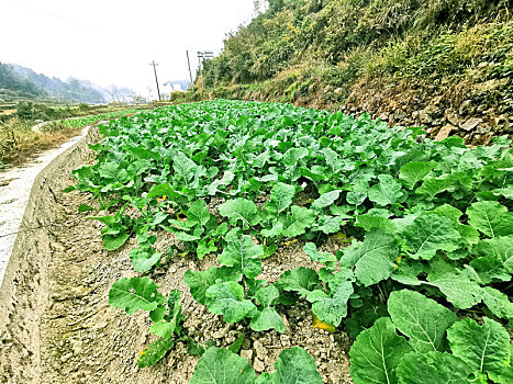 茂盛的油菜