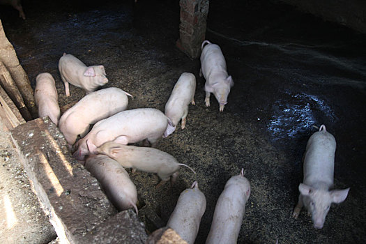 重庆市云阳县外郎乡的农村生猪养殖