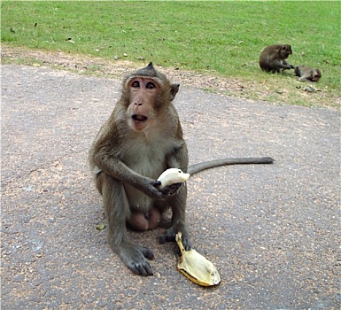 猴子,吃,香蕉