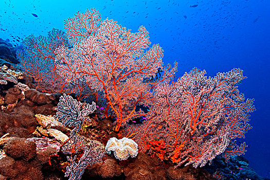 打结,珊瑚,靠近,父亲,礁石,巴布亚新几内亚,水下
